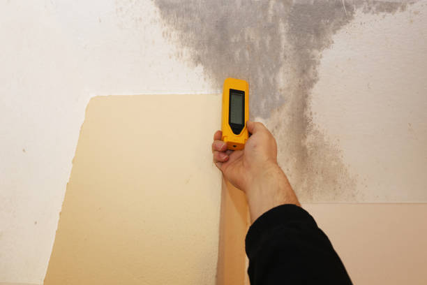Best Forensic Mold Investigation  in Prescott Valley, AZ