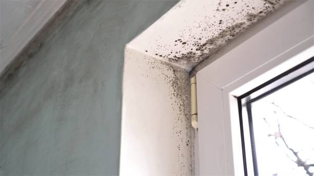 Best Mold Damage Restoration  in Prescott Valley, AZ