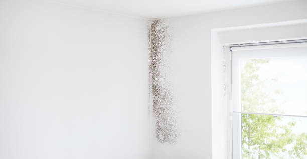 Best Mold Removal for HVAC Installations  in Prescott Valley, AZ