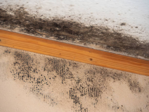 Best Residential Mold Inspection & Testing  in Prescott Valley, AZ