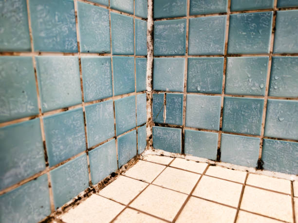 Best Air Quality Testing for Mold Spores  in Prescott Valley, AZ
