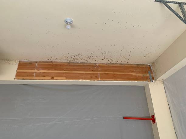 Best Airborne Mold Testing  in Prescott Valley, AZ