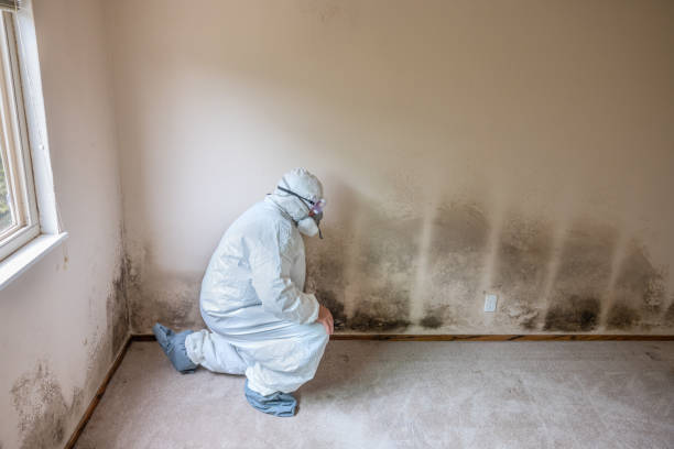 Asbestos and Lead Testing During Mold Inspection in Prescott Valley, AZ