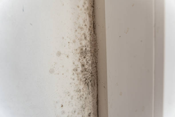 Forensic Mold Investigation in Prescott Valley, AZ