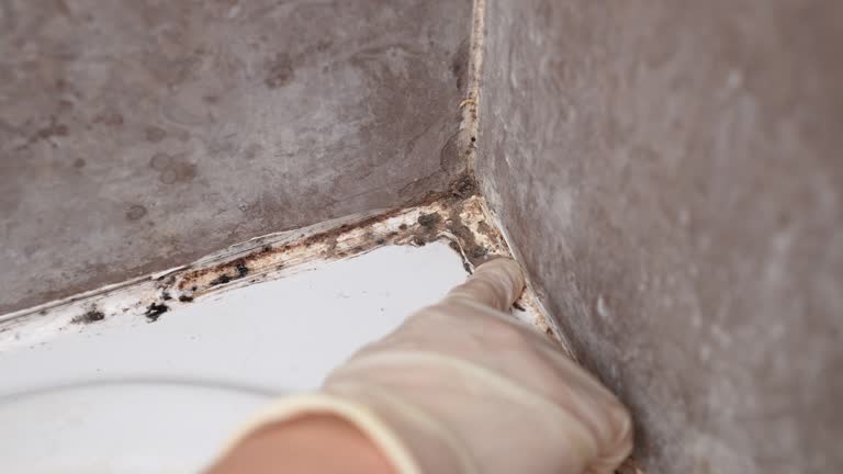 Best Emergency Mold Remediation  in Prescott Valley, AZ