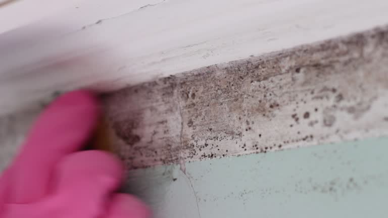 Best Black Mold Removal  in Prescott Valley, AZ